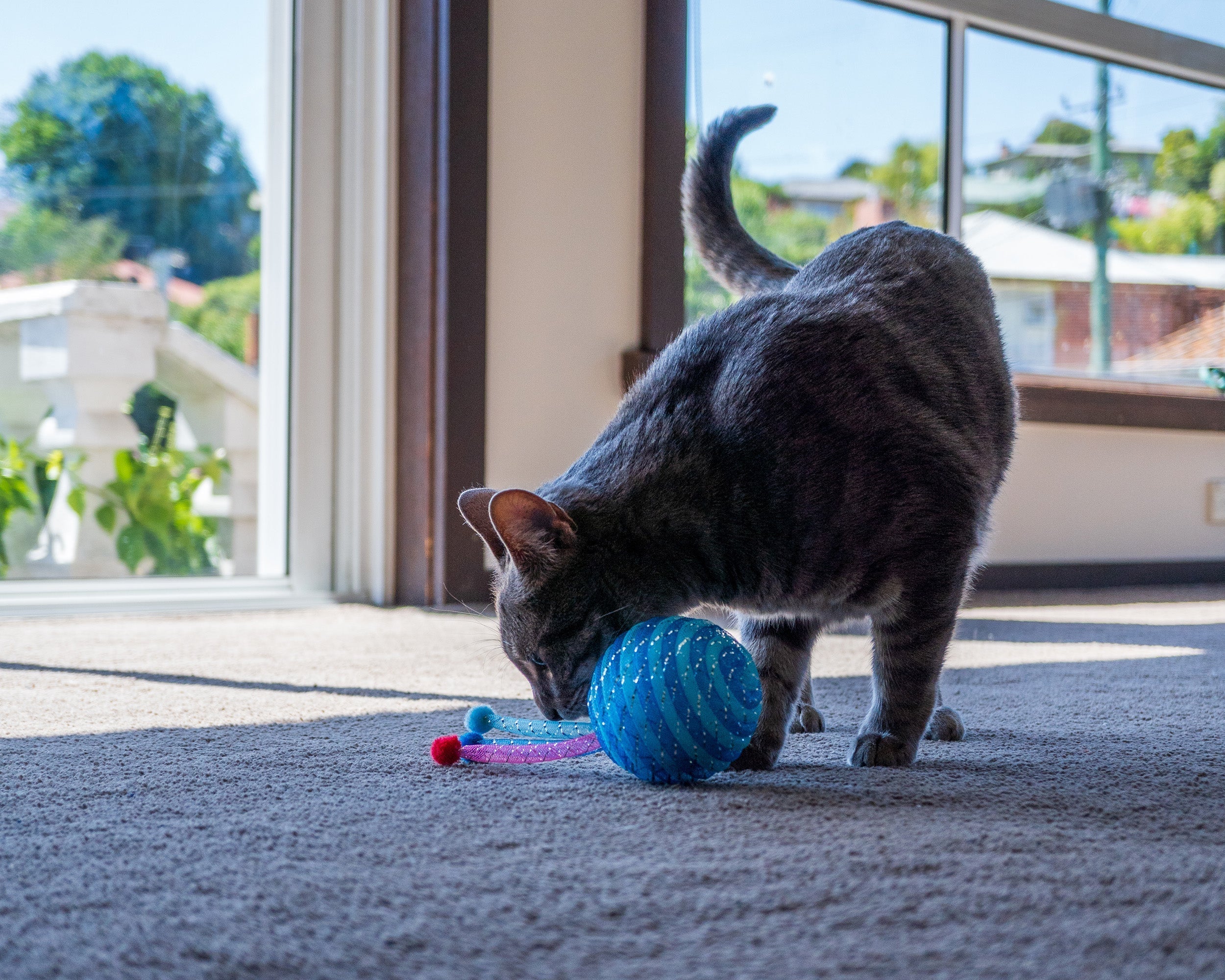 How to Provide Enrichment for Indoor Cats