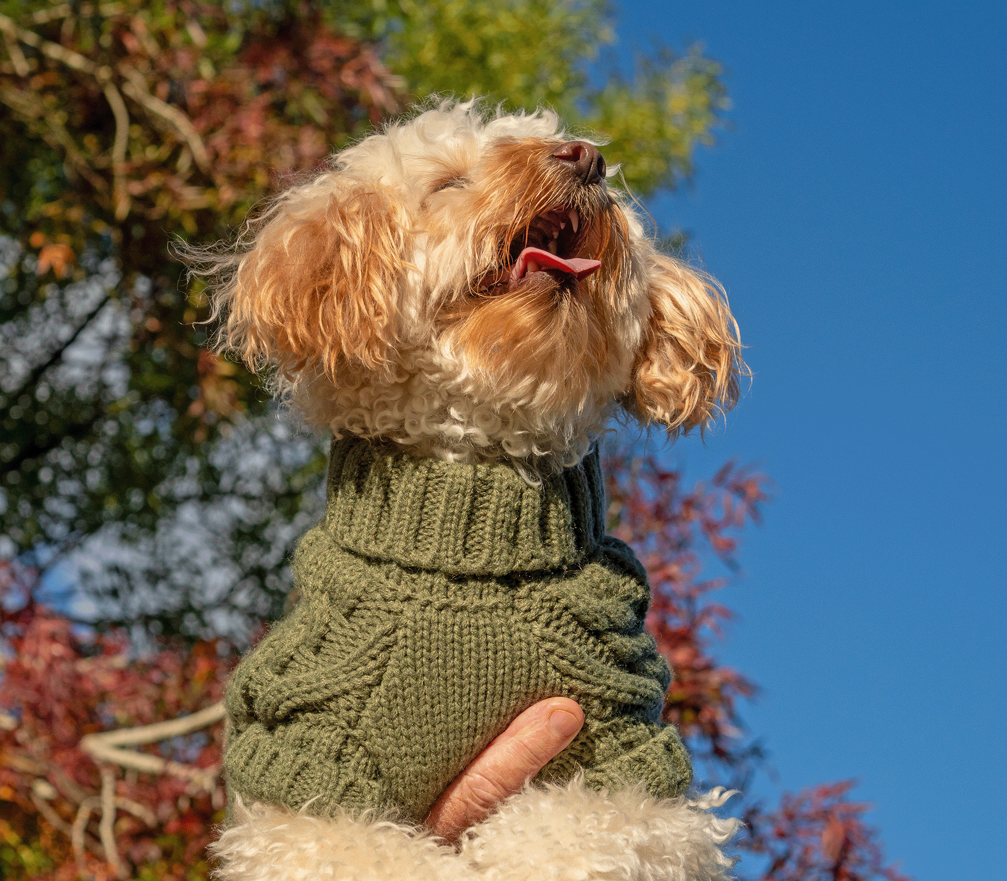 Keeping Your Pets Warm This Winter