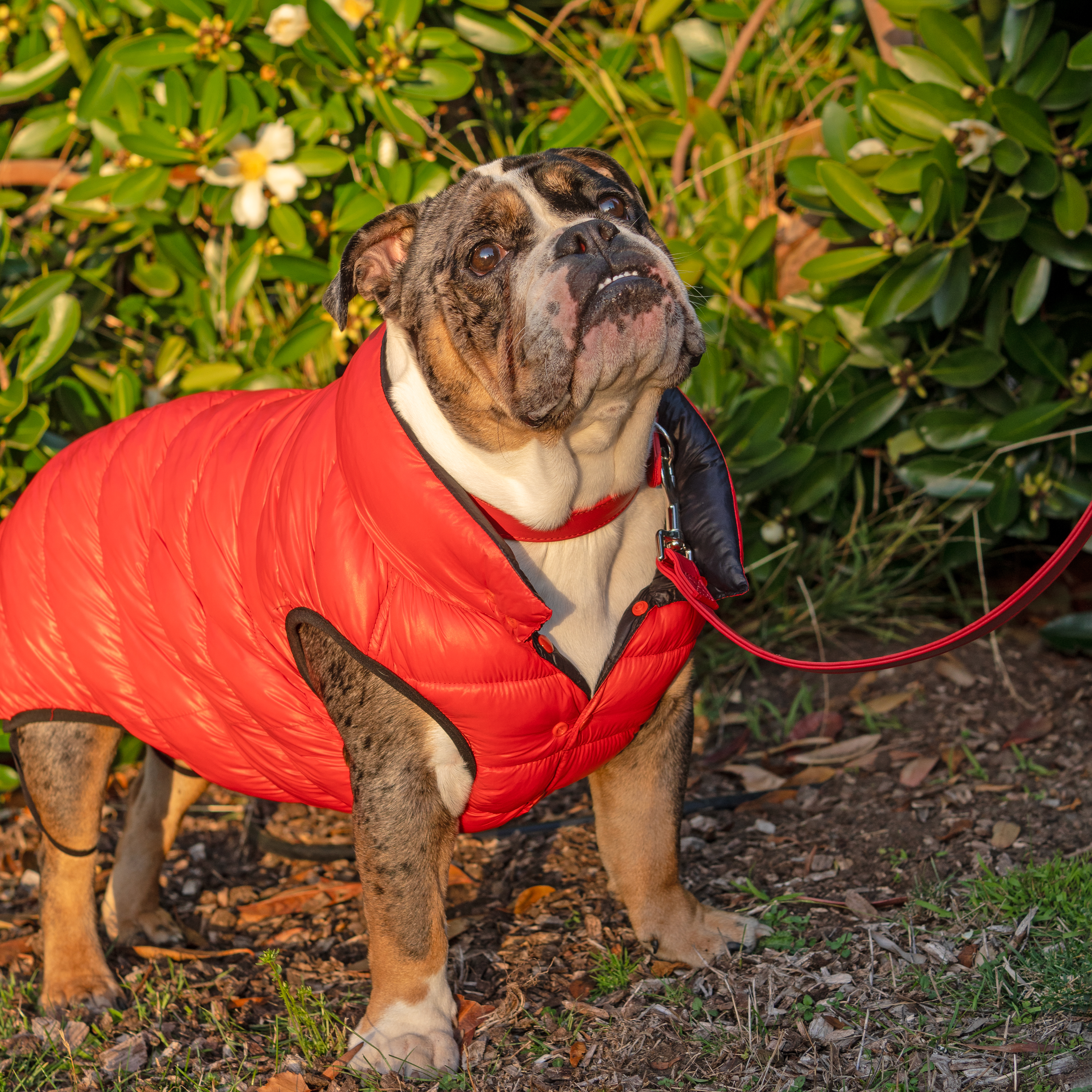 How To Fit a Dog Jumper, Jacket or Coat