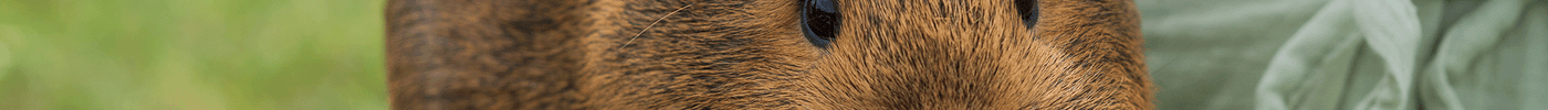 Caring for your Small Animal
