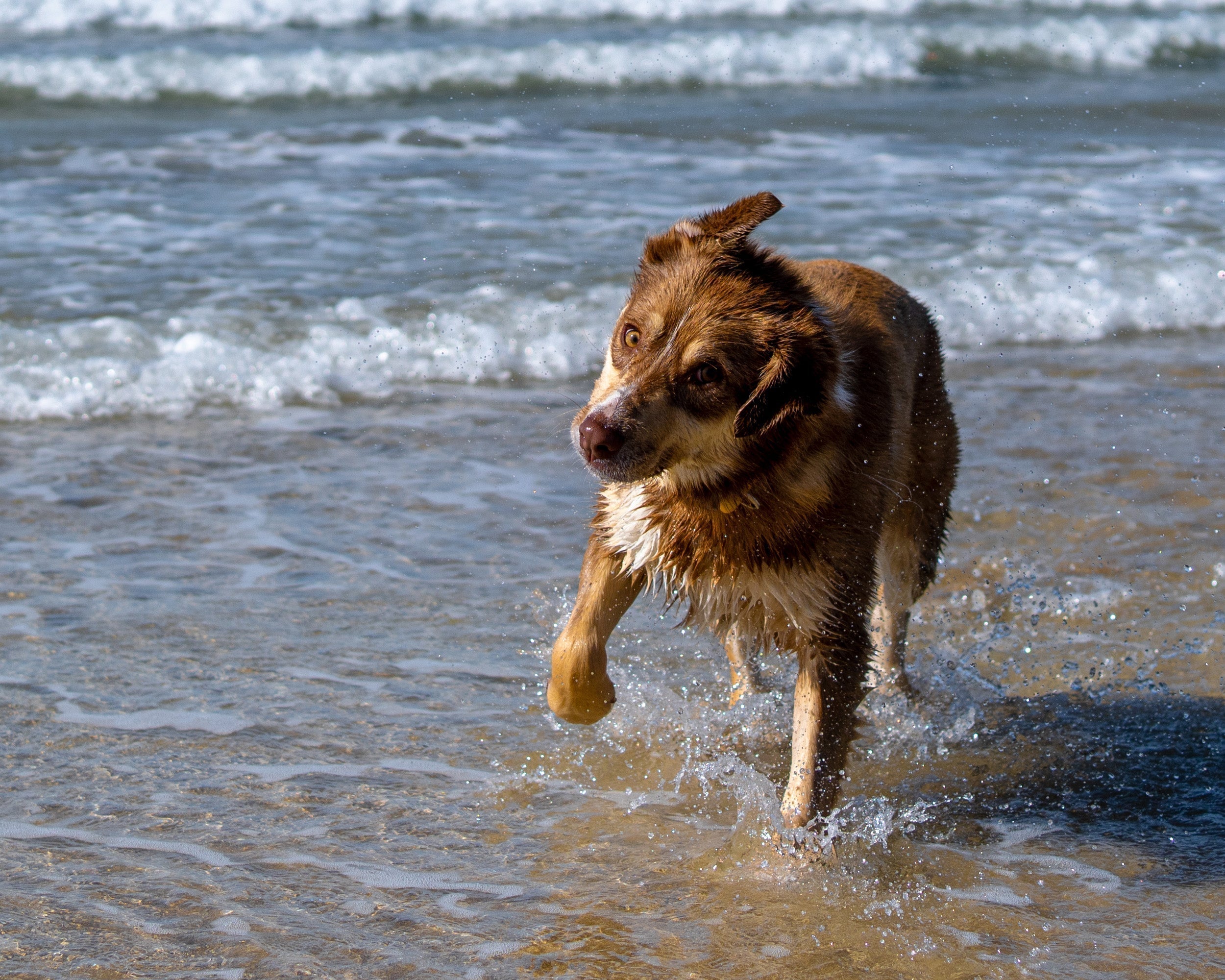 Keeping Your Pets Cool This Summer