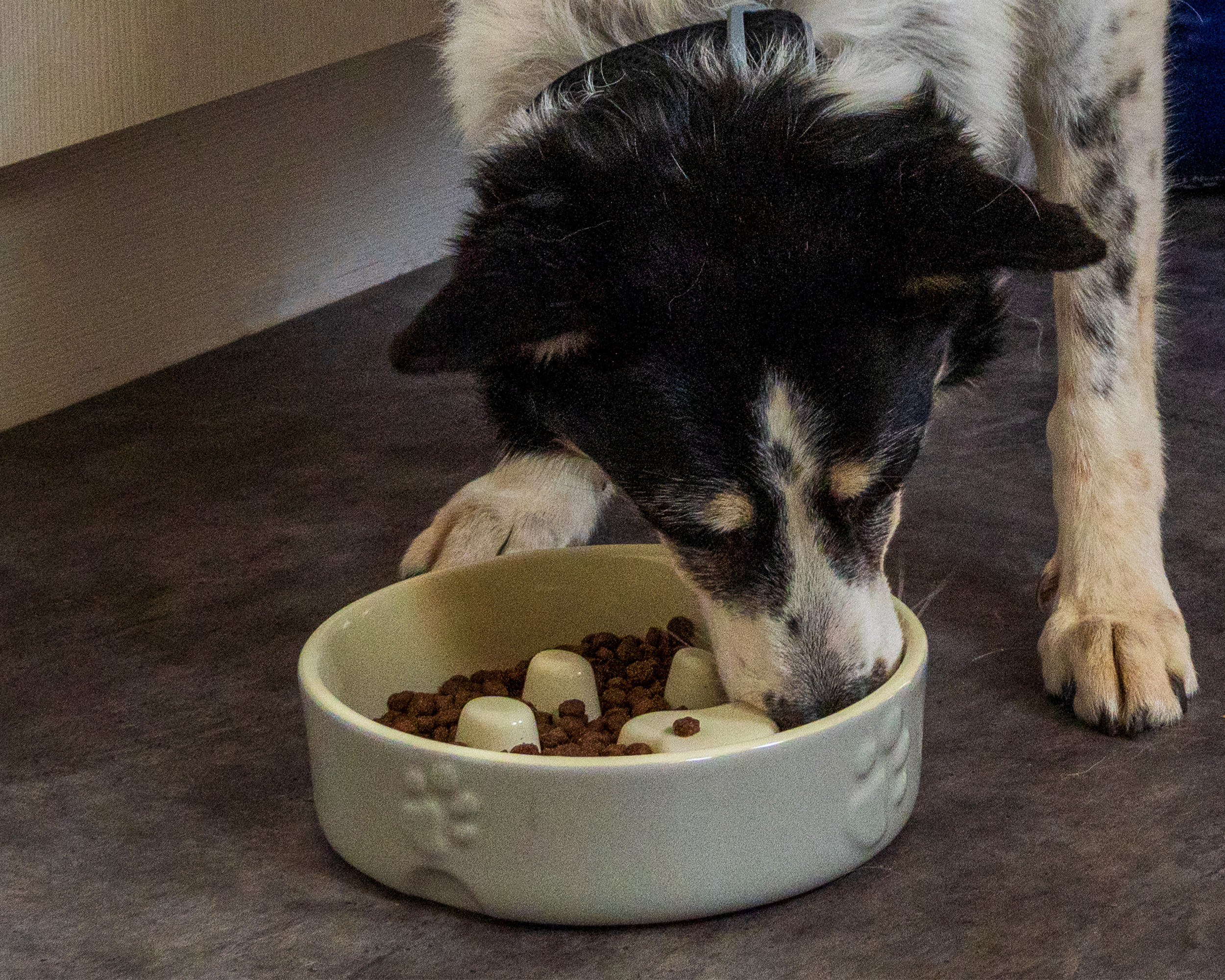 Why Should I Use a Slow Feeder Pet Bowl?
