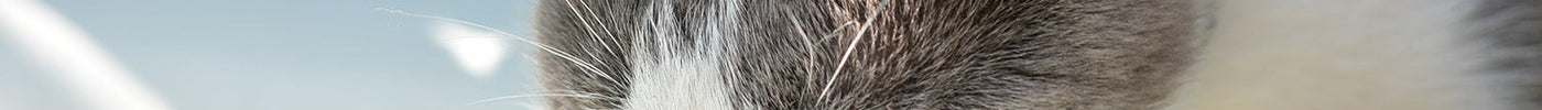Cat Urinary Health: Preventing Urinary Problems in Cats