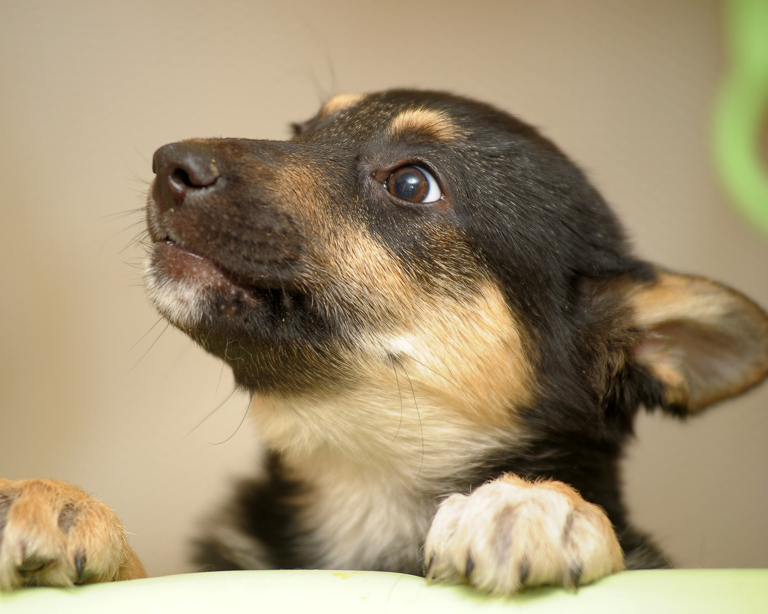 What is Parvovirus and what can I do?