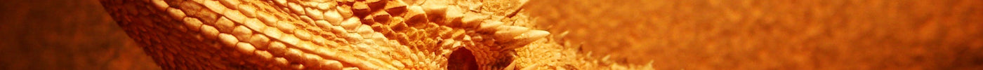 Reptile Care in Winter