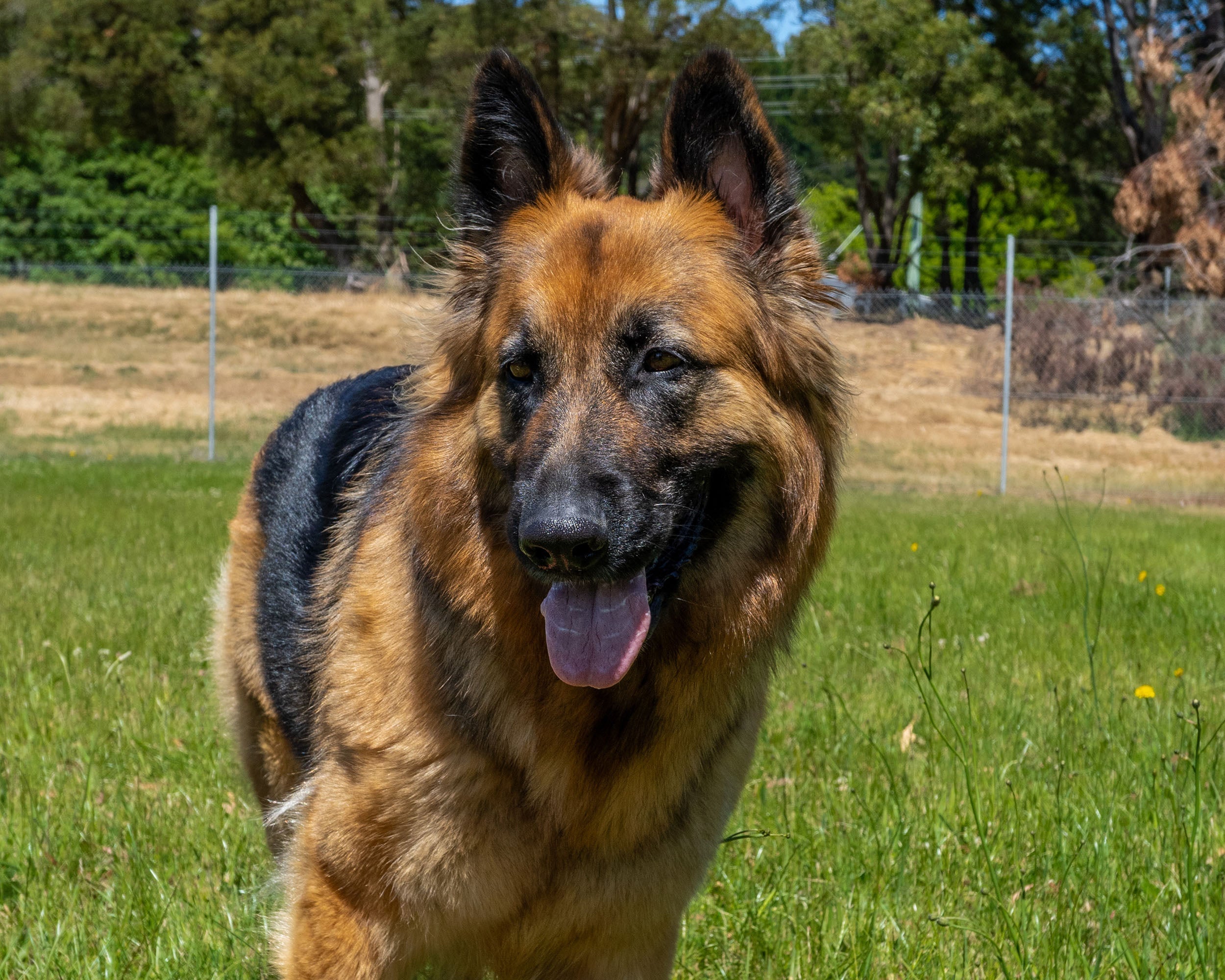 Summer Grooming Tips for Your Dog