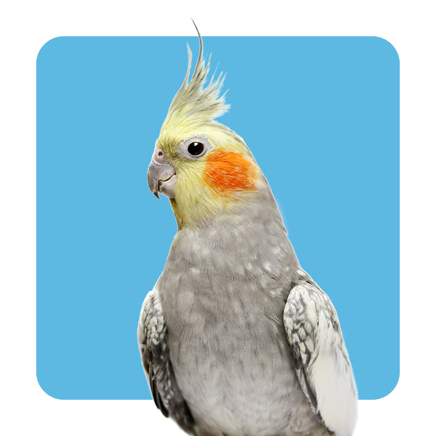 Bird Supplies