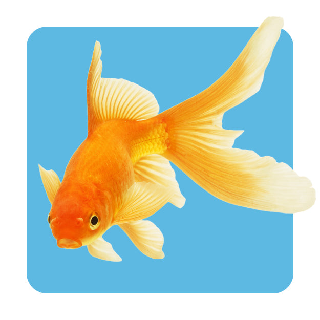 Fish Supplies