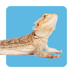 Collection image for: Reptile Supplies