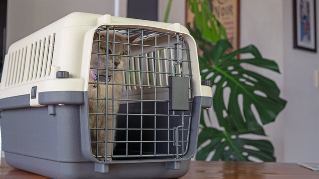 WagTime Air Traveller Carriers