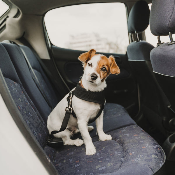 car dog seatbelt