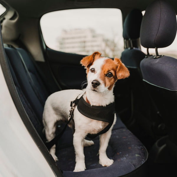 Puppy car restraint hotsell