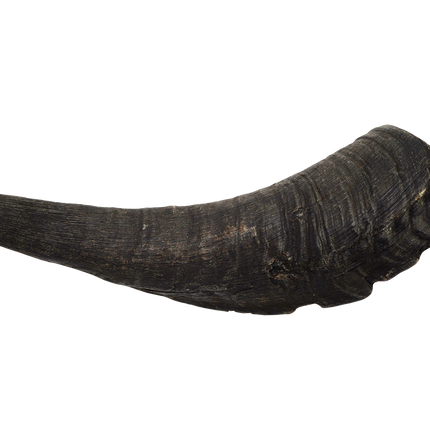 Goat Horn (Medium)