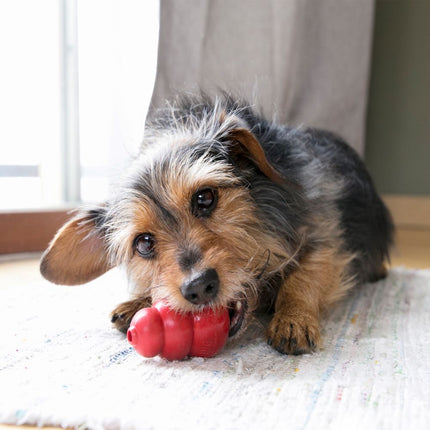 KONG - Classic Dog Toy (Small)