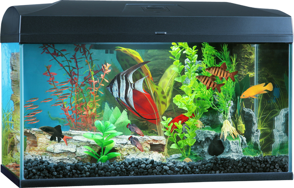 50 litre fish tank best sale