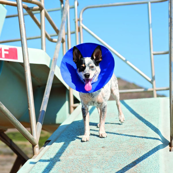 Elizabethan collar pet barn top
