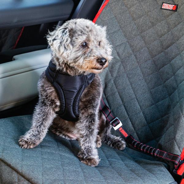 Kong seat best sale belt harness