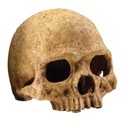 Exo Terra - Primate Skull