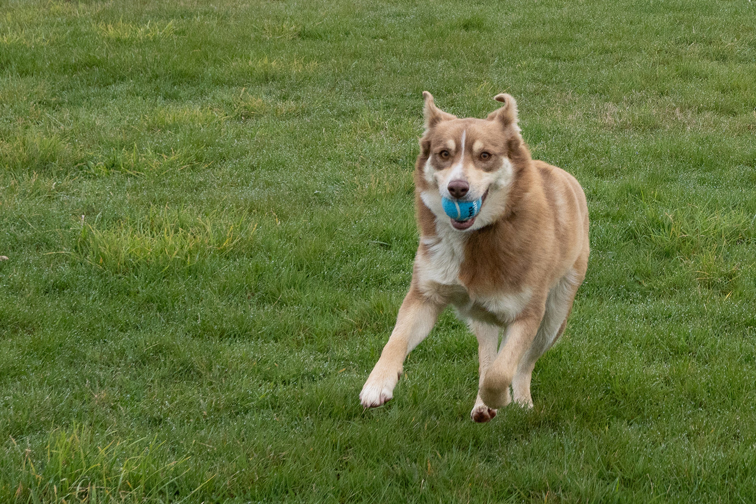 The Ultimate Backyard  Pet Play Setup