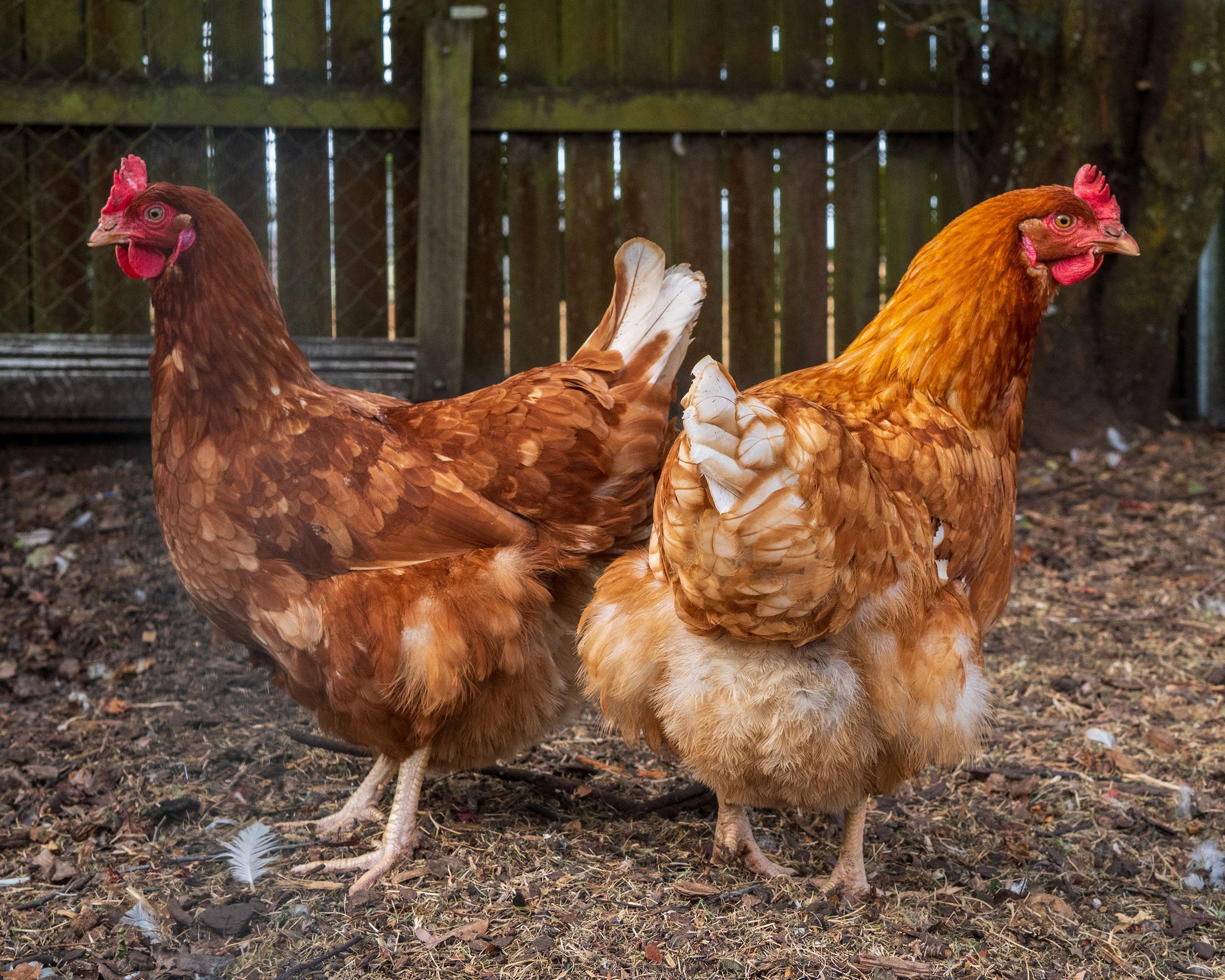 Taking Care of Backyard Chickens