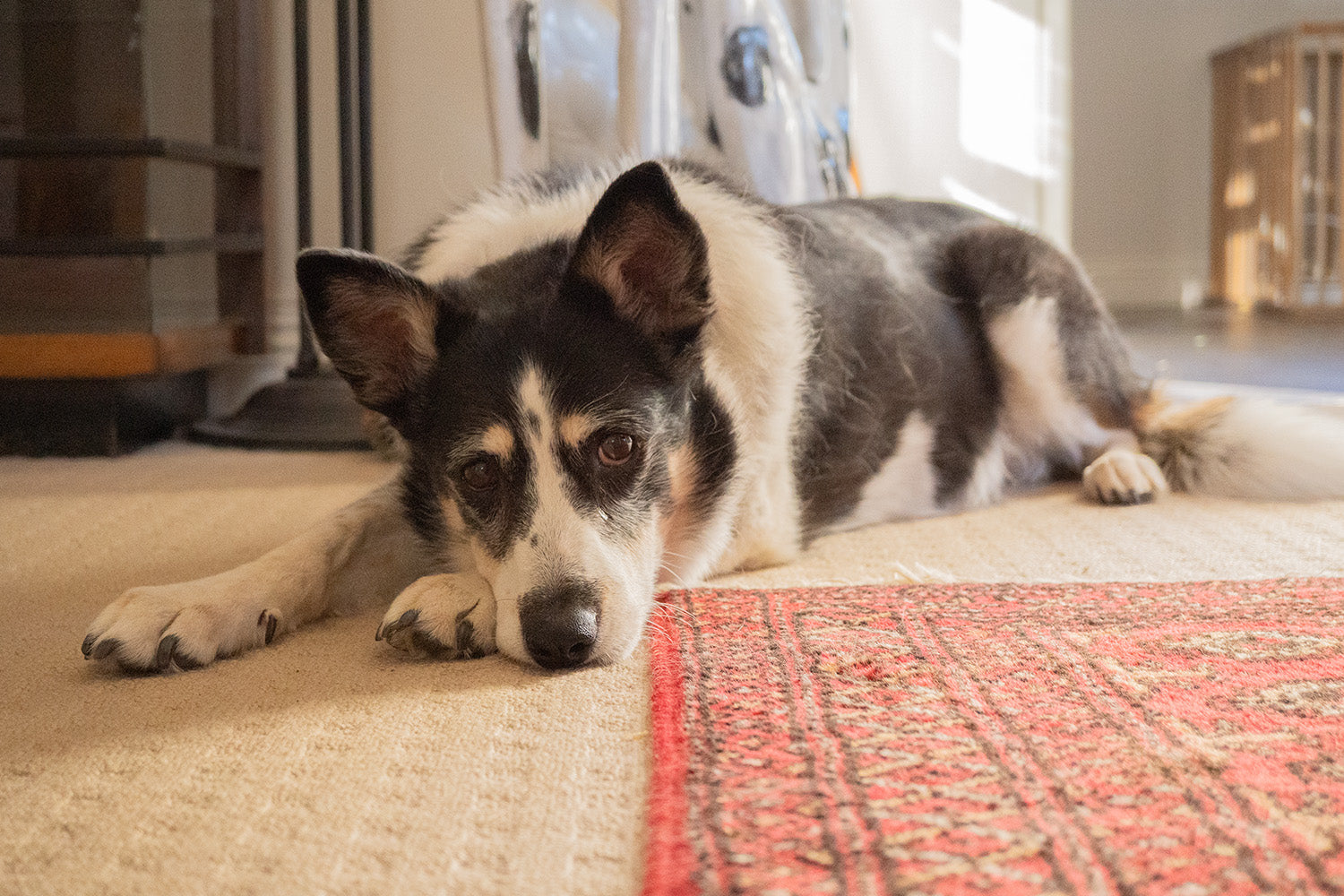 Why Do Older Pets' Behaviour Change, and What Can You Do?