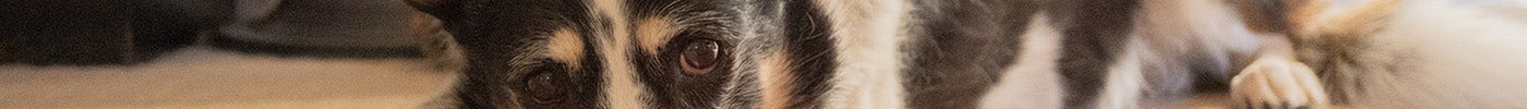 Why Do Older Pets' Behaviour Change, and What Can You Do?