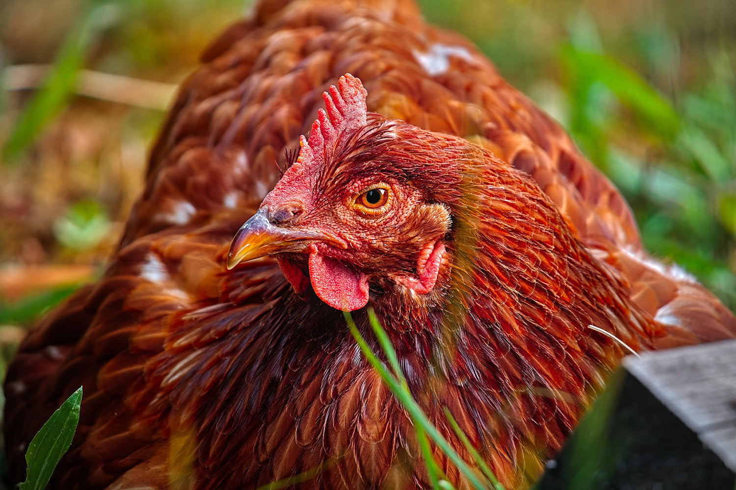 Bird Flu - Keep Yourself and Your Birds Safe