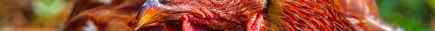 Bird Flu - Keep Yourself and Your Birds Safe