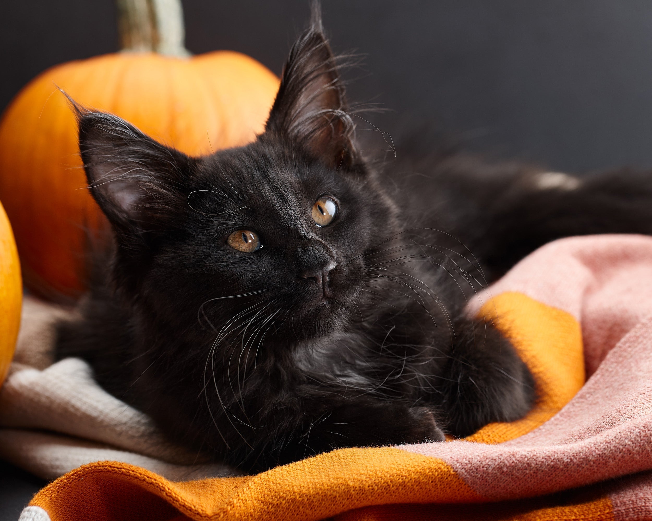 Superstitions Around Black Cats