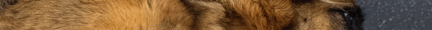 The Importance of Grooming Your Pet for Their Health and Wellbeing