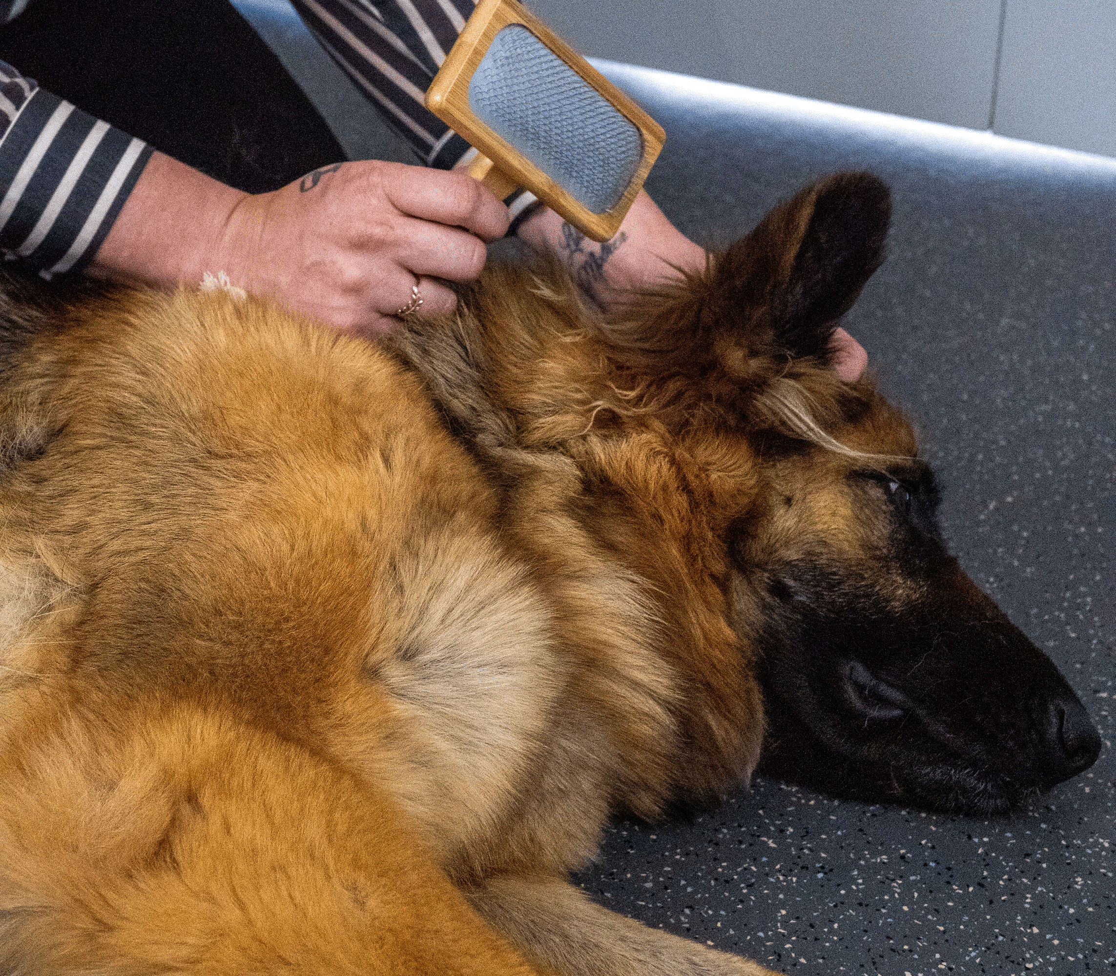 The Importance of Grooming Your Pet for Their Health and Wellbeing