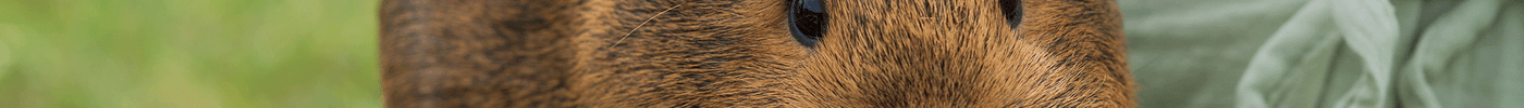 Caring for your Small Animal