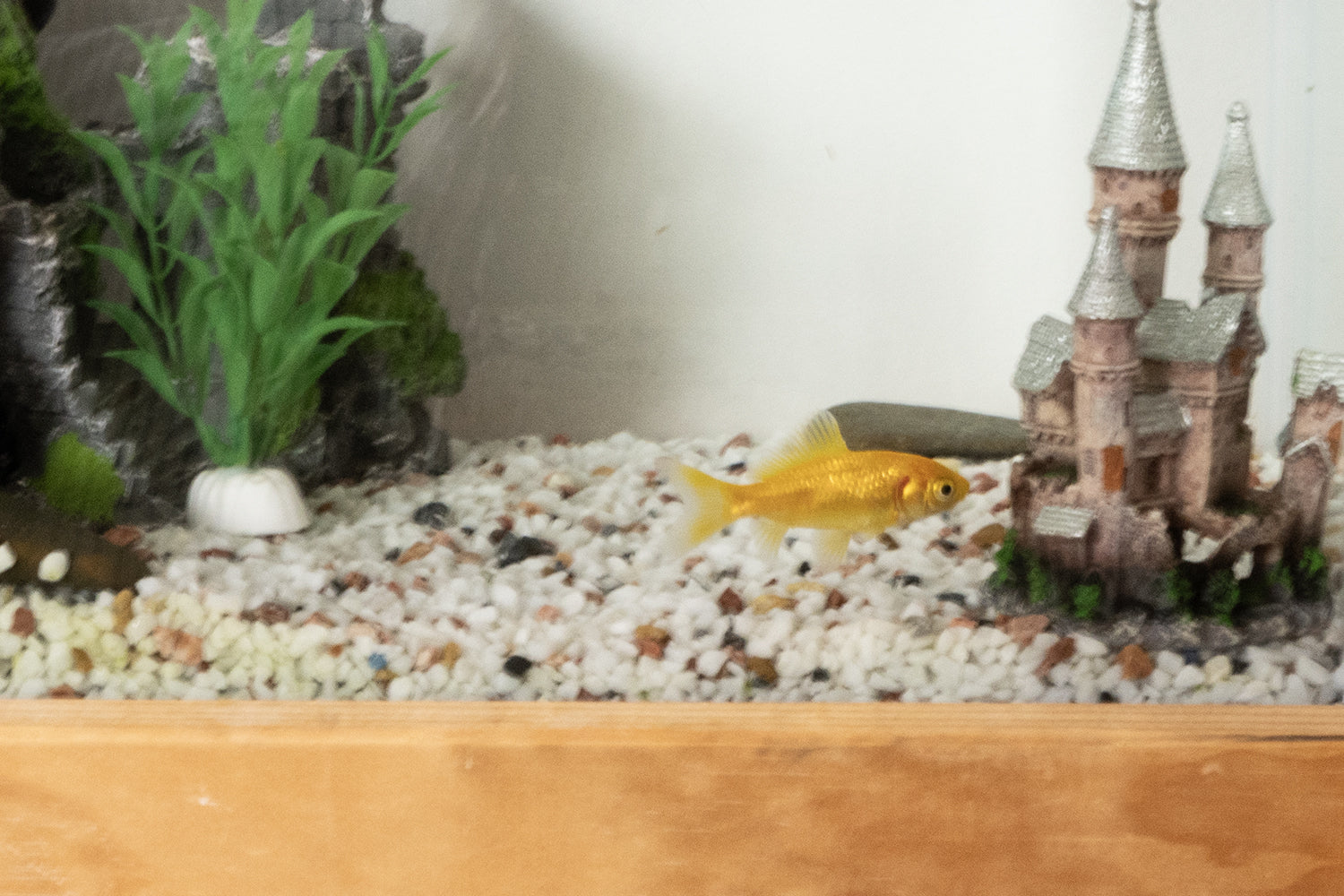 Benefits of Frozen Fish Food