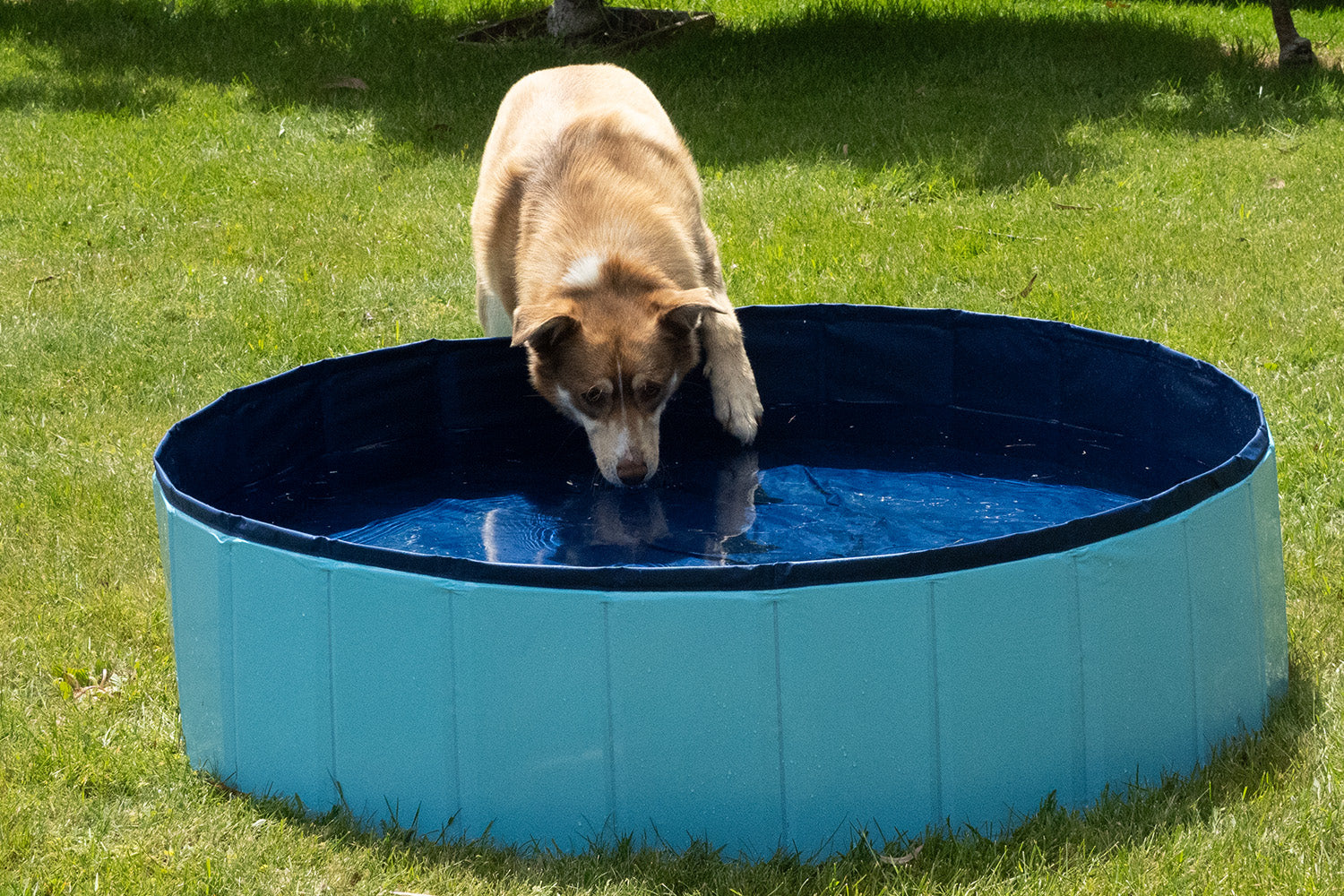 Hydration Nation: Keep Your Dog Hydrated This Summer