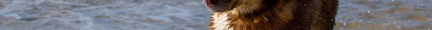 Keeping Your Pets Cool This Summer