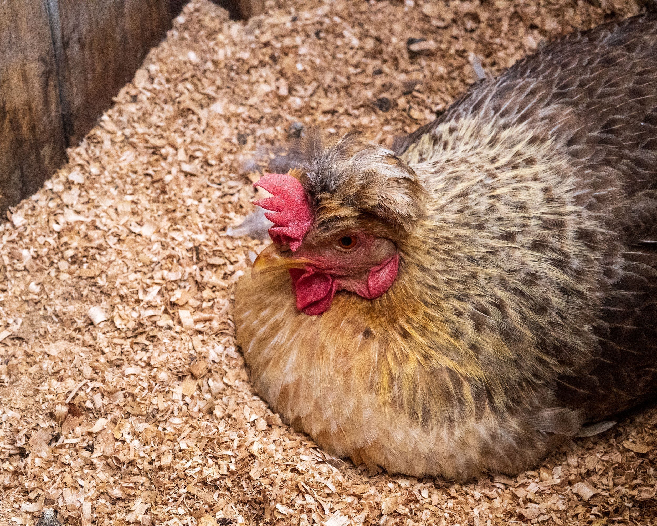 Preparing Outdoor Pets for Winter