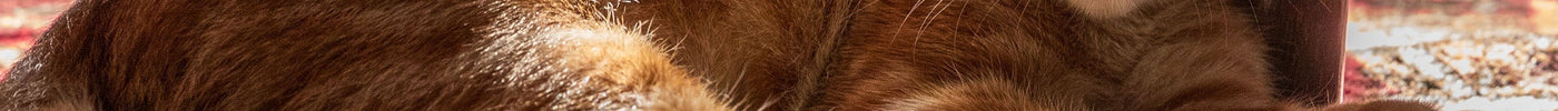 The Low Down on Cat Litter