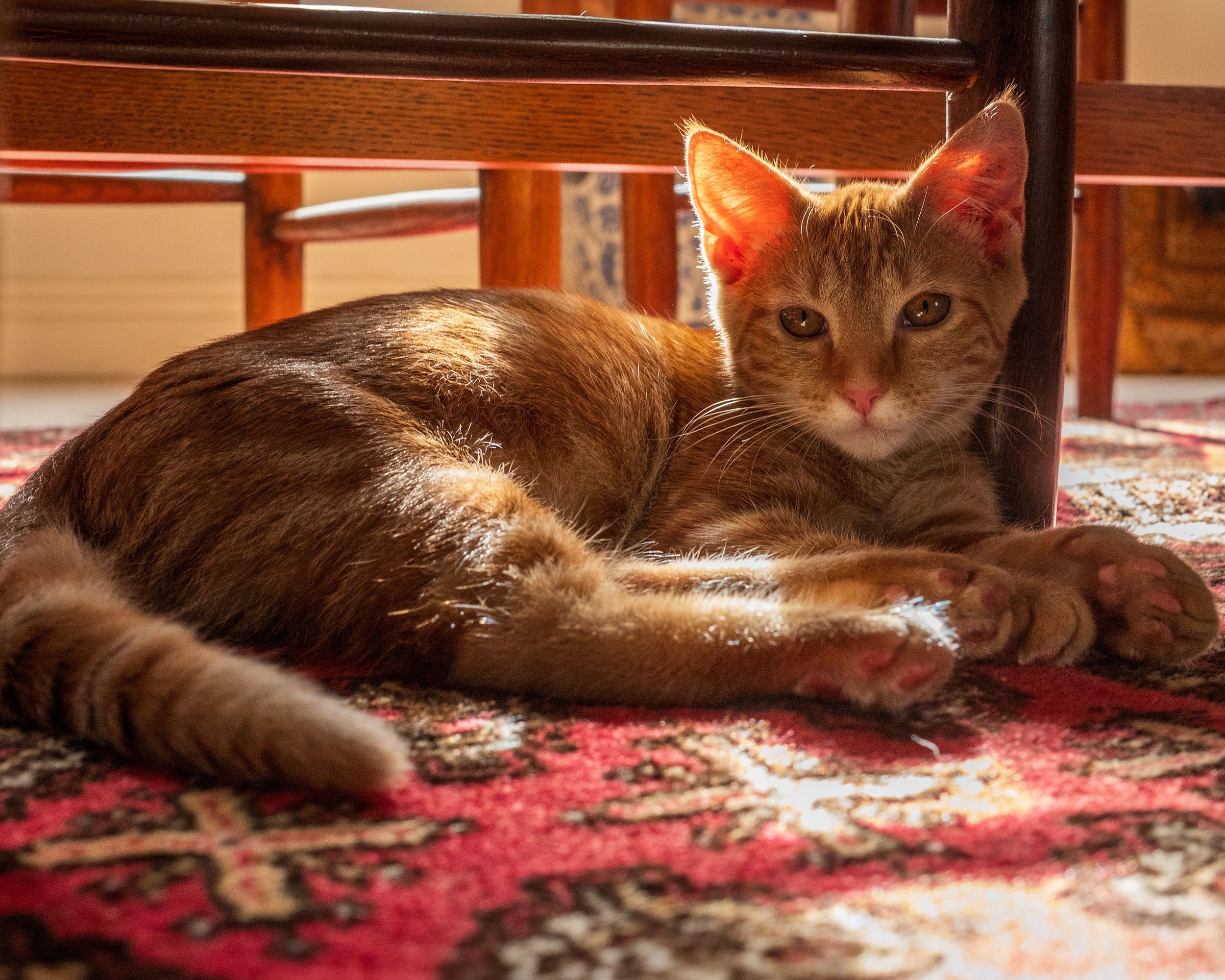 The Low Down on Cat Litter