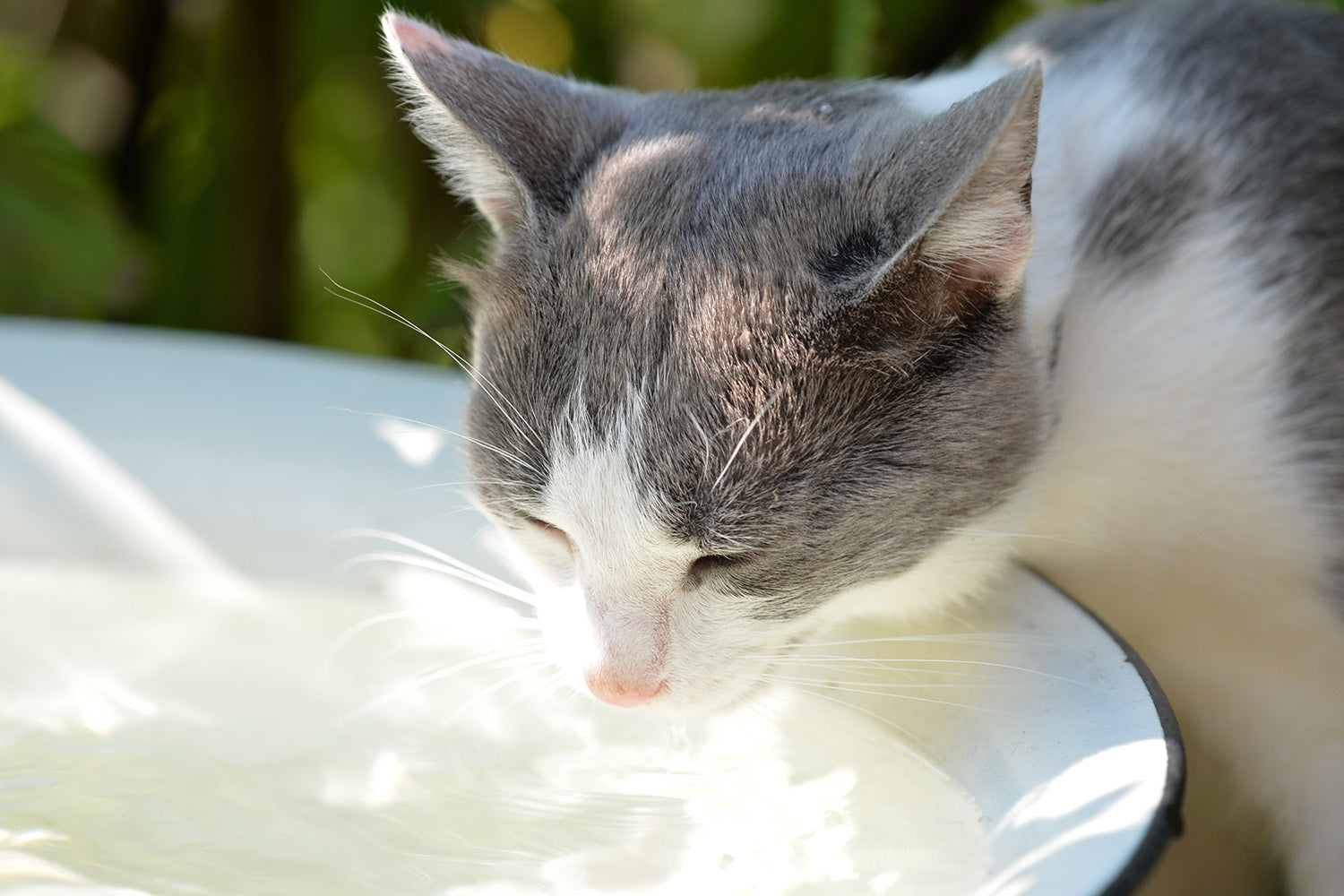Cat Urinary Health: Preventing Urinary Problems in Cats
