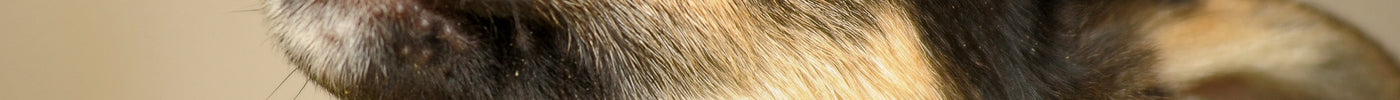 What is Parvovirus and what can I do?
