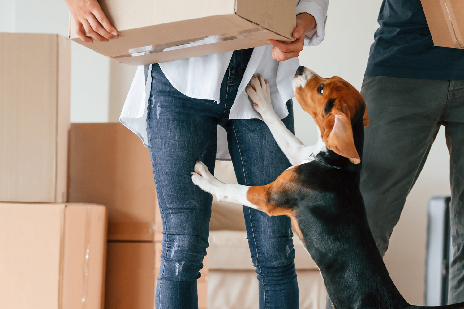 Renting With Pets: A Pets Domain Guide for Pet-Friendly Renting