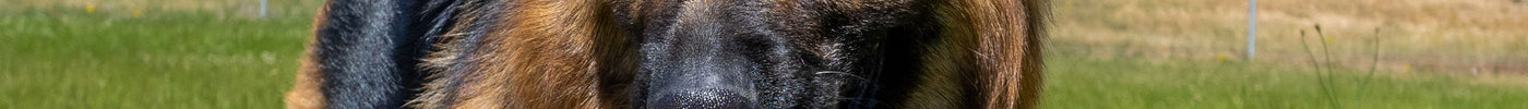 Summer Grooming Tips for Your Dog