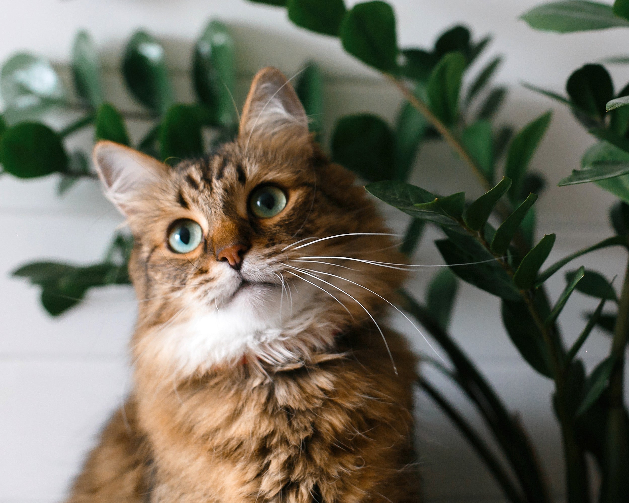 Toxic Plants for Pets