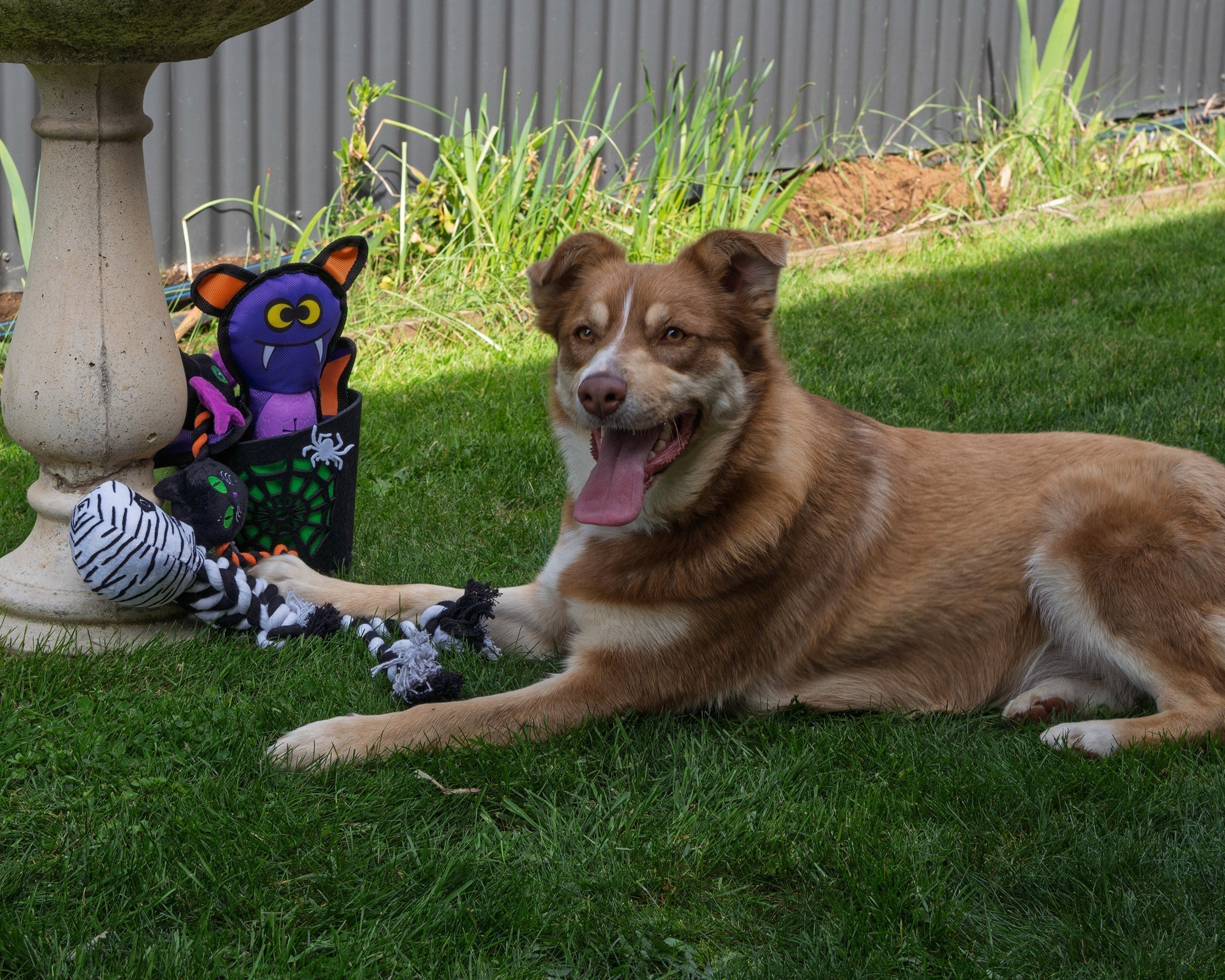 Trick or Treat!  Halloween Safety