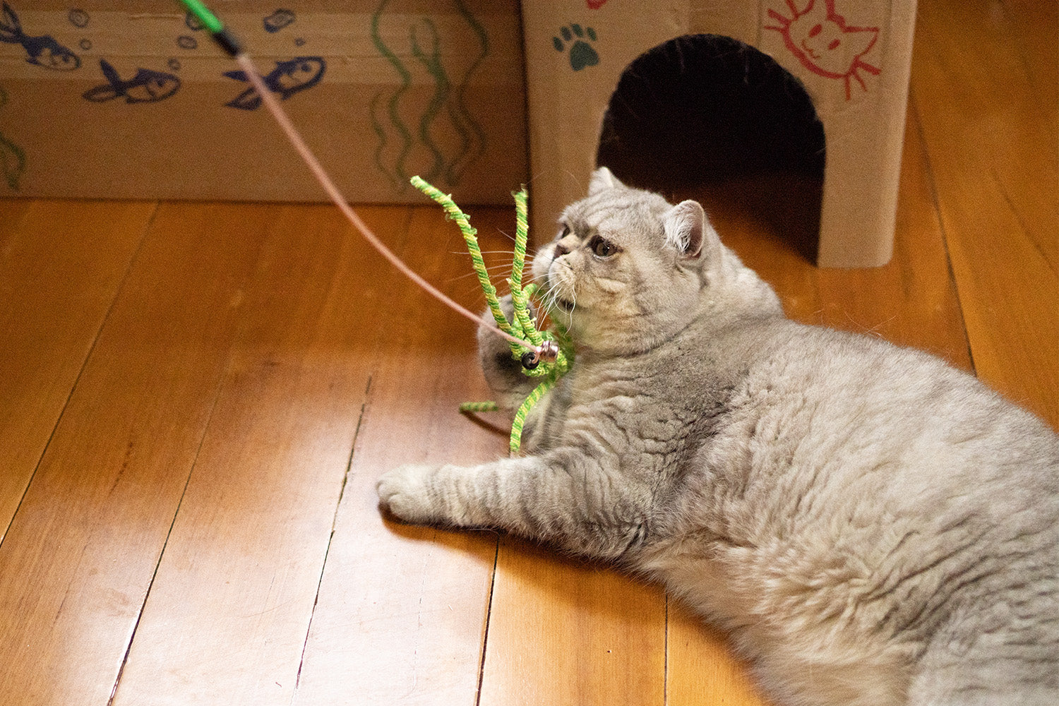 Why Does My Cat...?