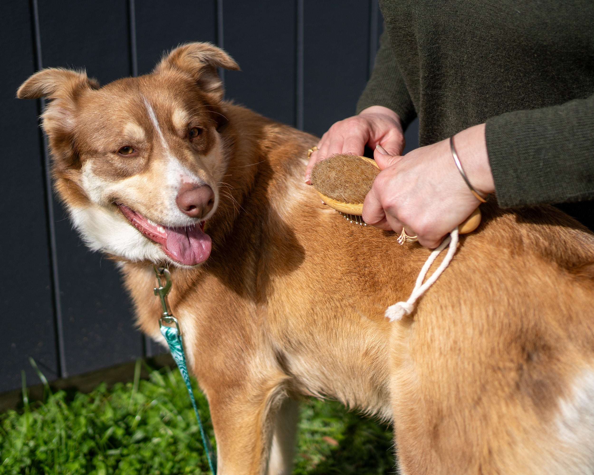 Winter Grooming Tips