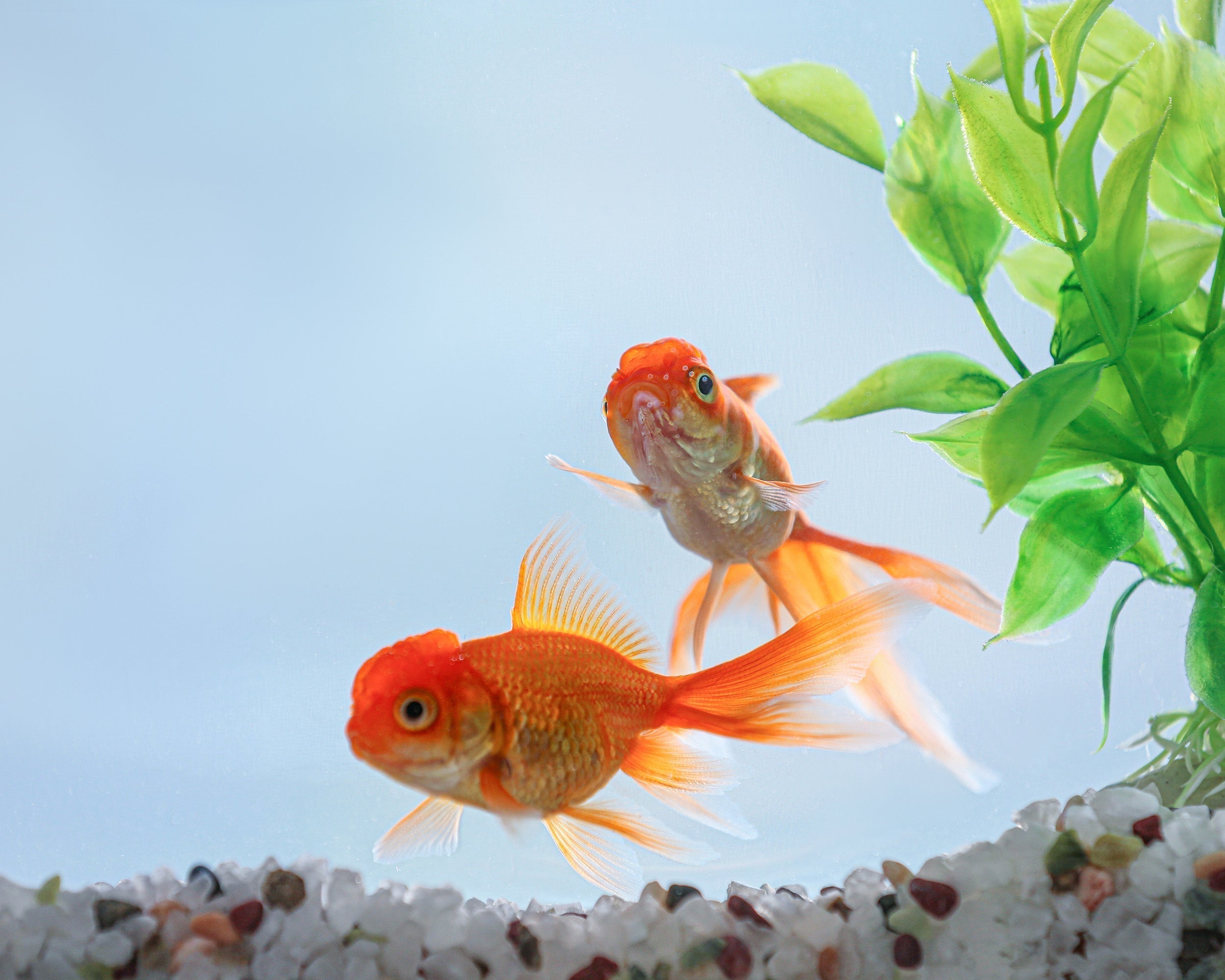 Setting up a Freshwater Aquarium