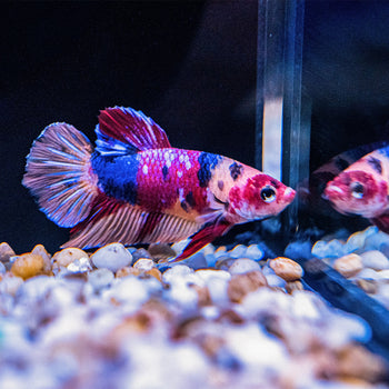 betta fish accessories australia Buy Pisces Aquatics Glass Tank at The Farm Check out the set up