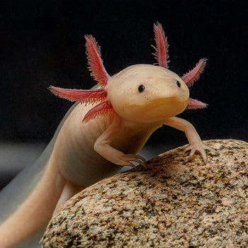 Axolotl Food