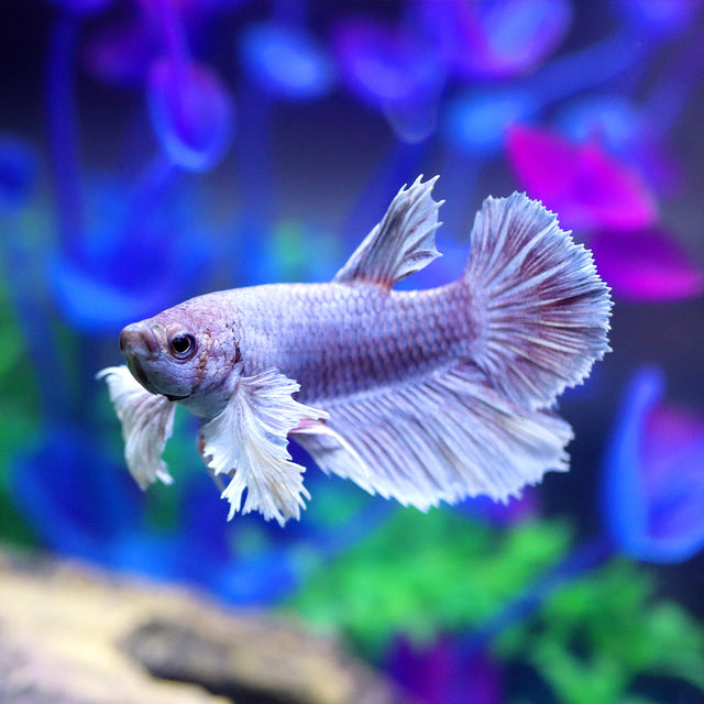 Betta Fish Food